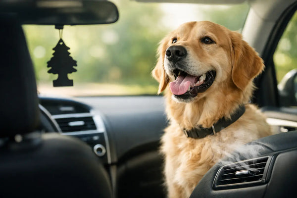Désodorisant voiture avec un chien : éviter les odeurs