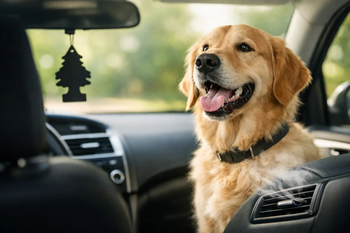 Désodorisant voiture avec un chien : éviter les odeurs