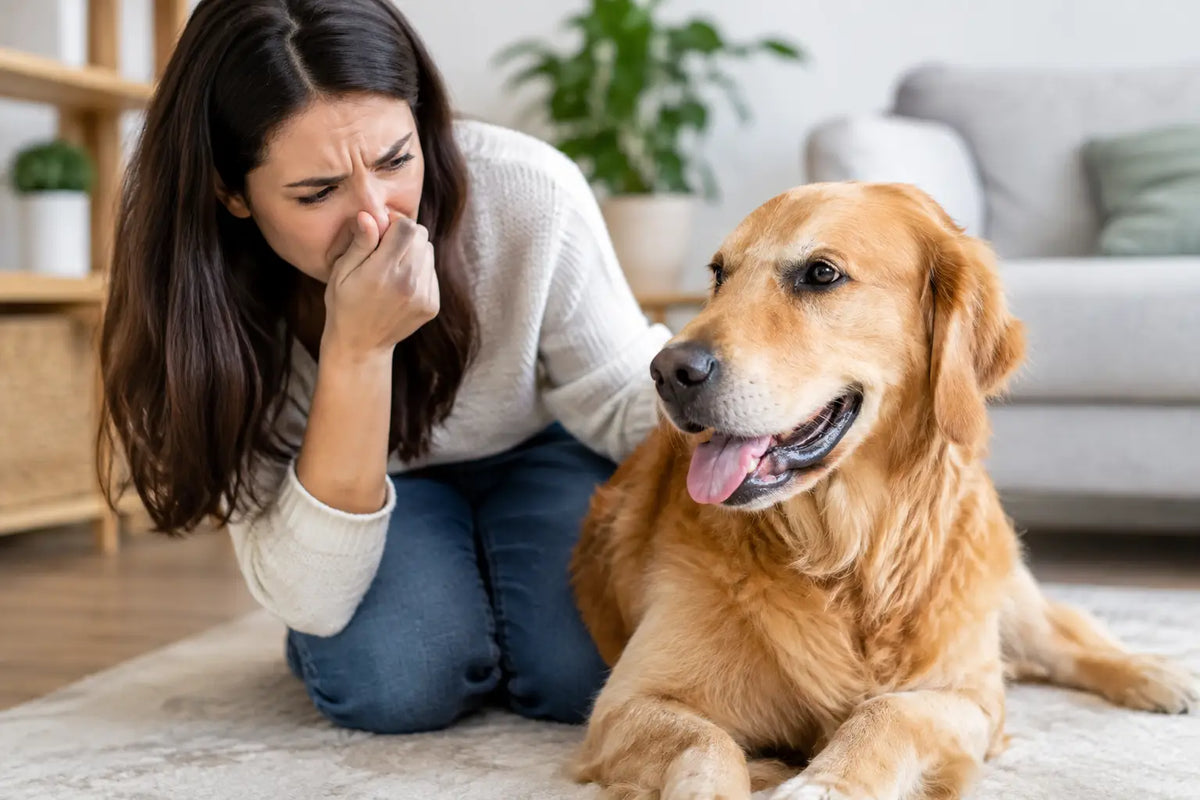 Pourquoi mon chien sent fort ? Les causes à repérer
