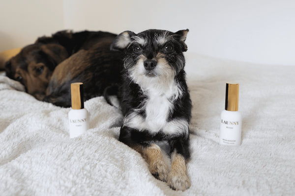 Parfumer sa maison quand on a des animaux : les bonnes pratiques