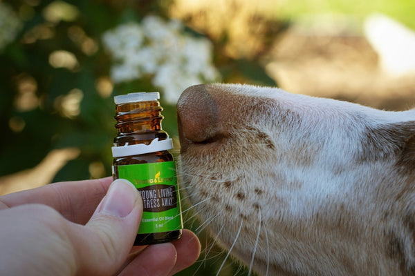 Huiles essentielles et animaux : ATTENTION !