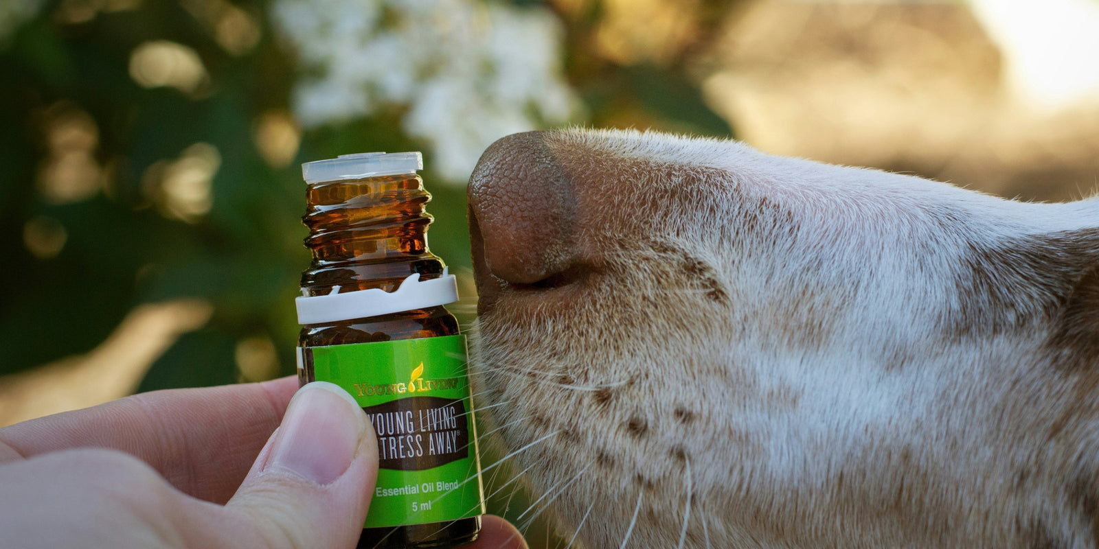 Huiles essentielles et animaux : ATTENTION !